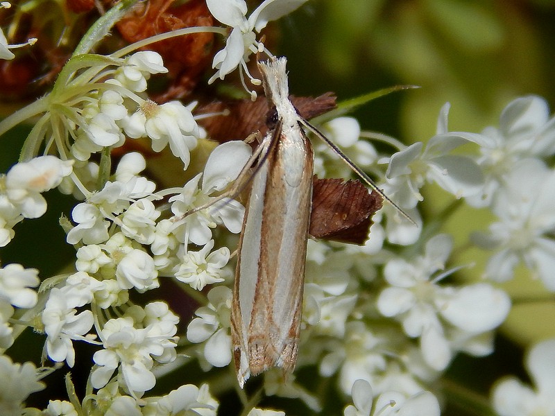 Crambidae1 da ID